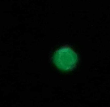 Oggetto luminoso avvistato in tutta Italia. Ufo o meteora?