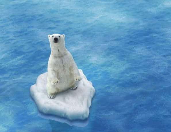 orso polare estinzione riscaldamento globale