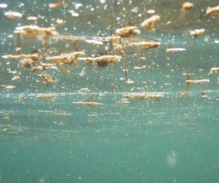 Alghe tossiche in aumento negli oceani.100 le specie nocive