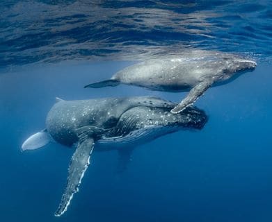 Balene incinte trasformate con i cuccioli in cibo per animali. La civile Norvegia fa strage di cetacei