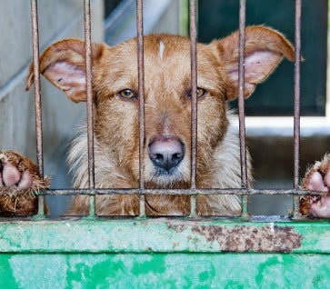 Cani e gatti scuoiati vivi in Cina: le inchieste di Animal Equality
