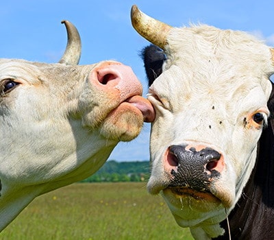 Mucche, non macchine. Gerald Scarfe, illustratore dei Pink Floyd, firma spot del cioccolato vegano