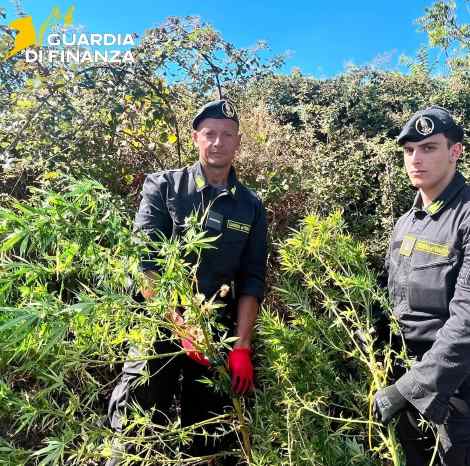 Piantagioni di marijuana nel Basso Molise sequestrate dalle Fiamme Gialle: 637 piante di cannabis che presentavano un’altezza di un metro e mezzo